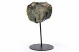 Dinosaur Vertebra Centrum on Metal Stand - Boulahfa, Morocco #252517-1